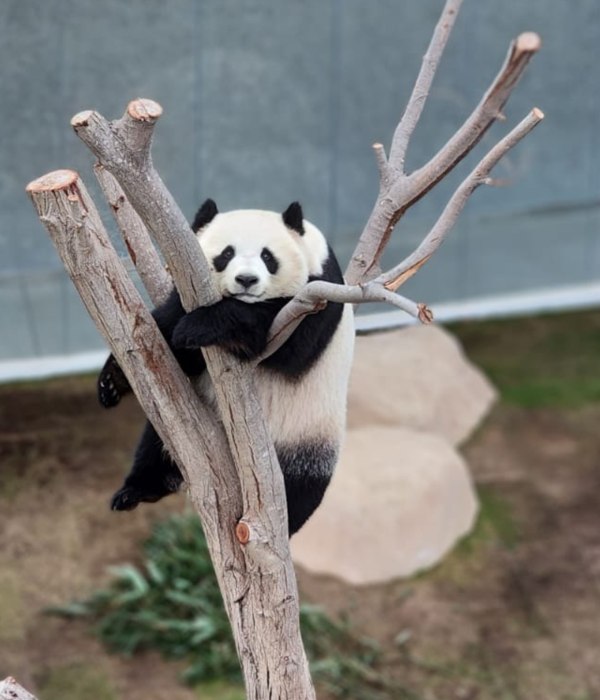 Panda acc